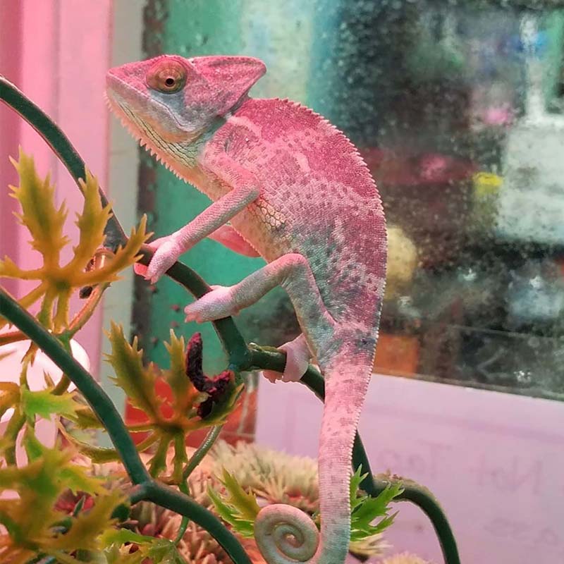 Fun Contests at Friendly Pets at Friendly Center, Greensboro NC