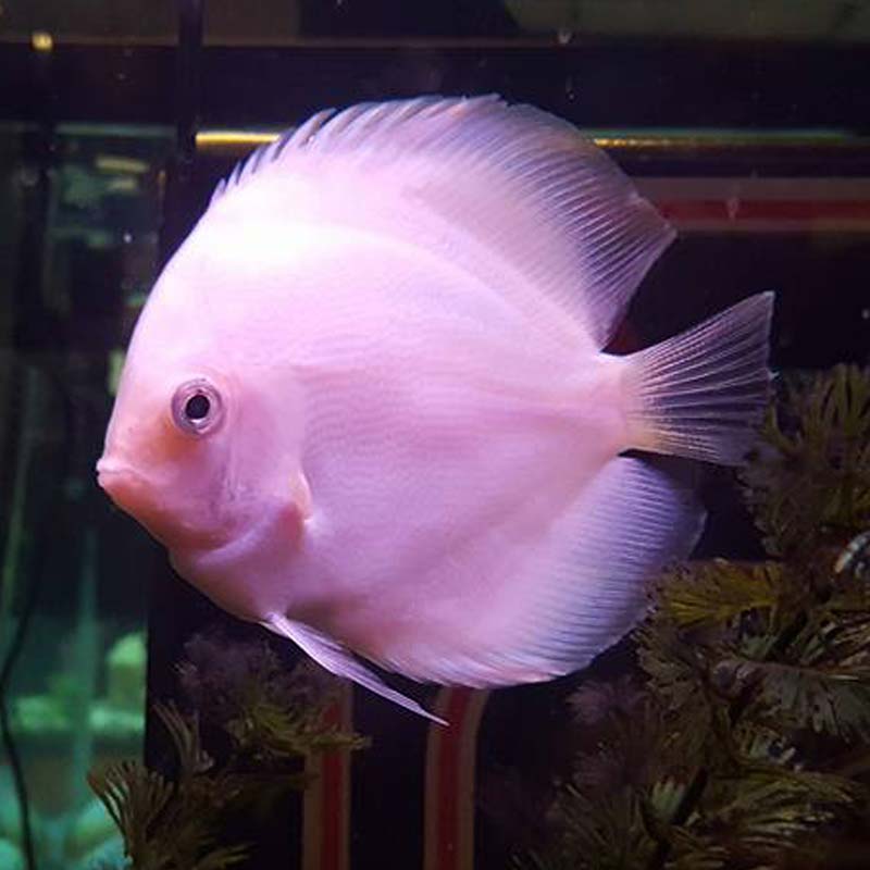 Fun Contests at Friendly Pets at Friendly Center, Greensboro NC