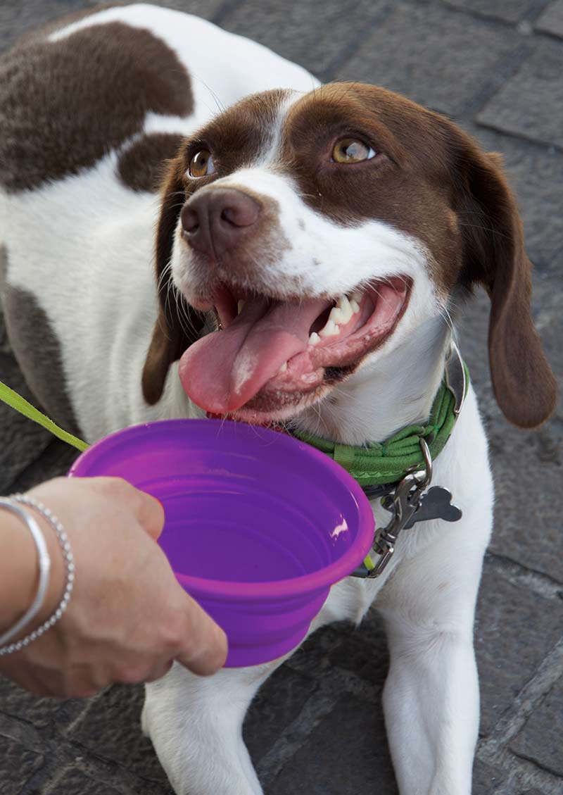 Portable Dog Bowl with Water