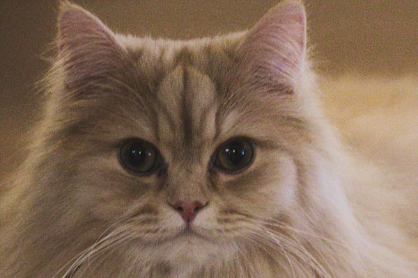 Persian Cat Photo