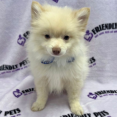 Pomeranian Puppy
