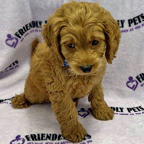 Cockapoo Puppy