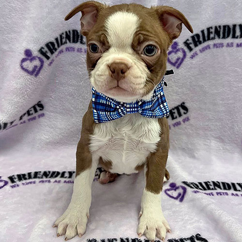 Boston Puppy