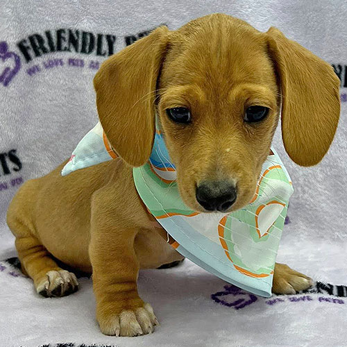 Mini Dachshund Puppy