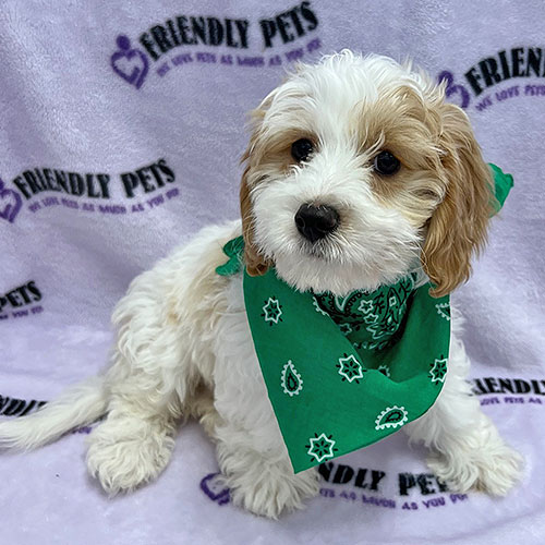 Cavapoo Puppy