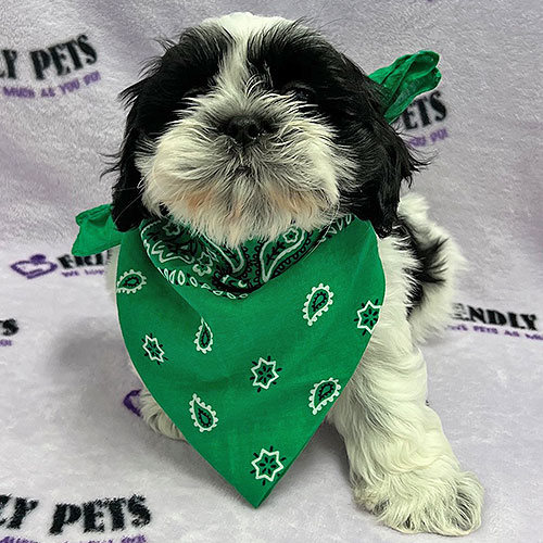 Shih Tzu Puppy