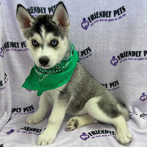Siberian Husky Puppy