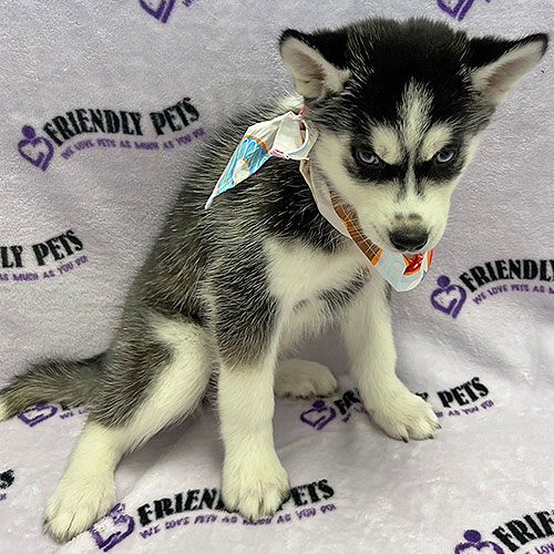Siberian Husky Puppy