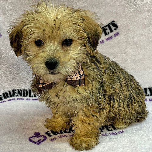 Morkie Puppy