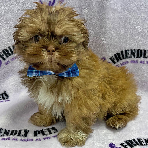 Shih Tzu Puppy