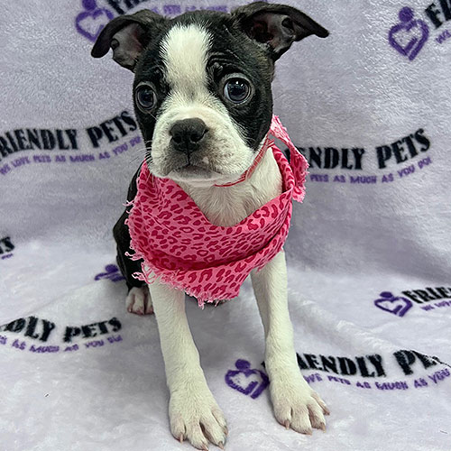 Boston Terrier Puppy