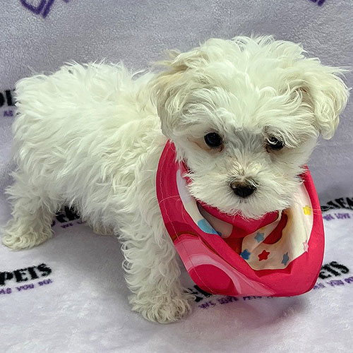 Maltipoo Puppy