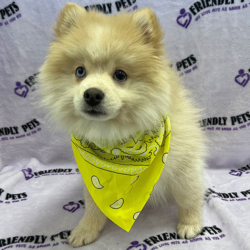 Pomsky Puppy