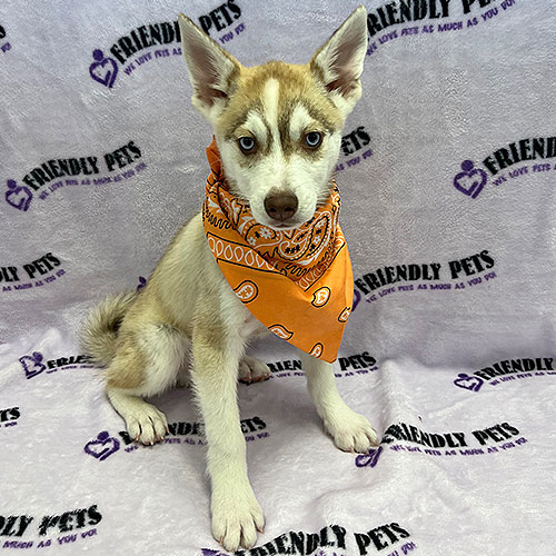 Alaskan Klee Kai Puppy