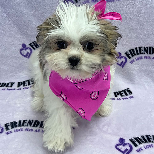 Zuchon Puppy