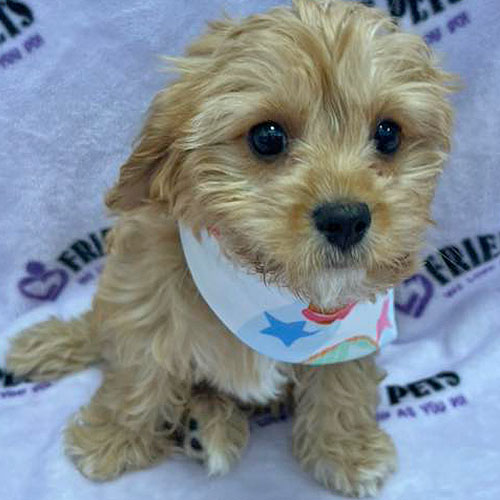 Cavapoo Puppy