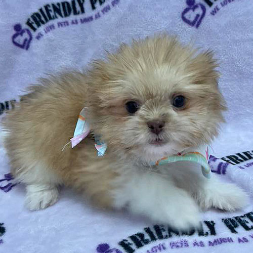 Pomshi Puppy