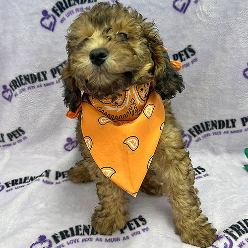 Mini Poodle Puppy