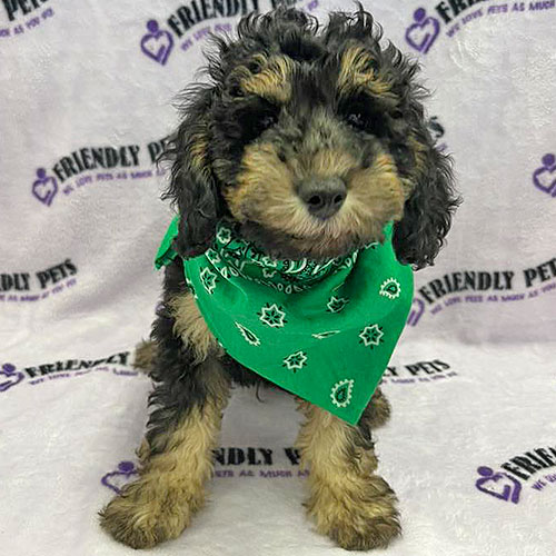 Mini Poodle Puppy