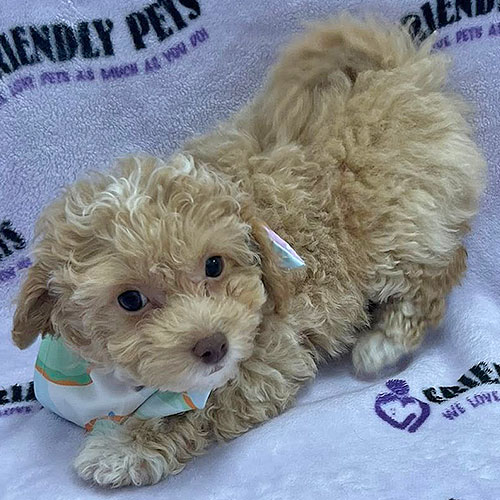Shihpoo Puppy