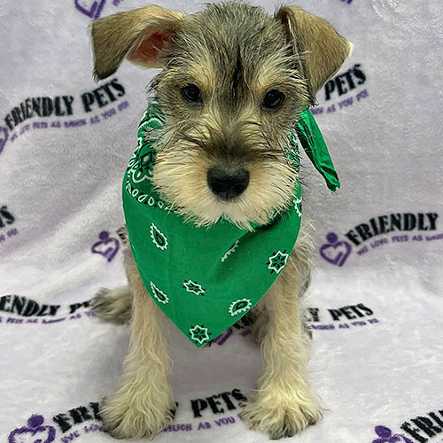Mini Schnauzer Puppy