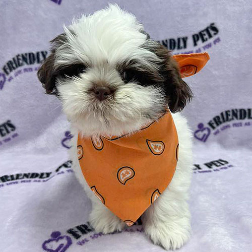 Shih Tzu Puppy
