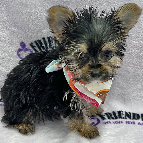Biewer Yorkie Puppy