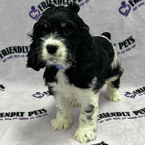 Cocker Spaniel Puppy