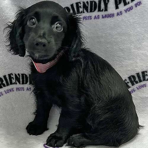 Doxiedoodle Puppy