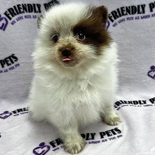 Pomeranian Puppy