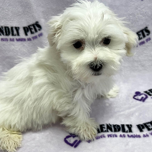 Maltese Puppy