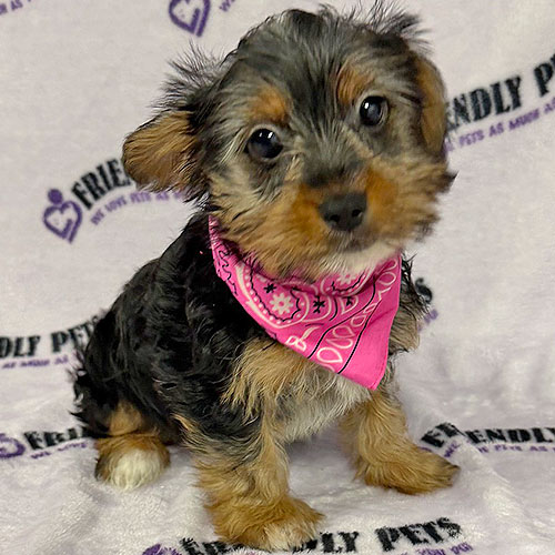 Morkie Puppy