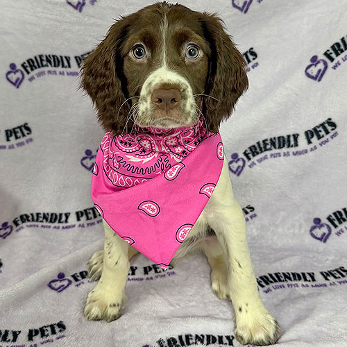 English Springer Spaniel Puppy