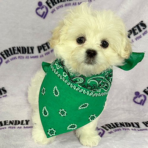 Pekeapoo Puppy