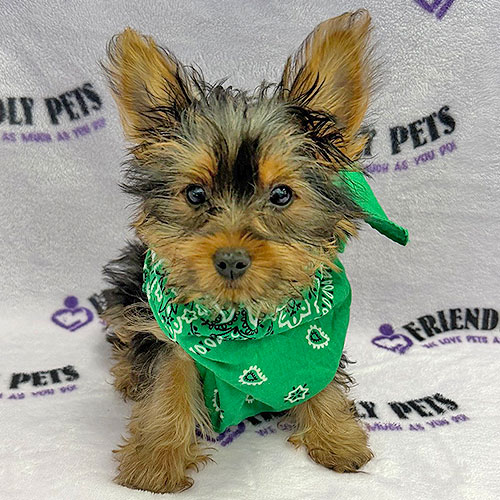 Yorkshire Terrier Puppy
