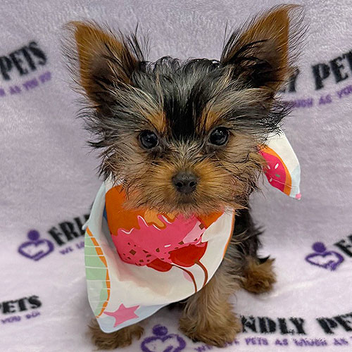 Yorkshire Terrier Puppy