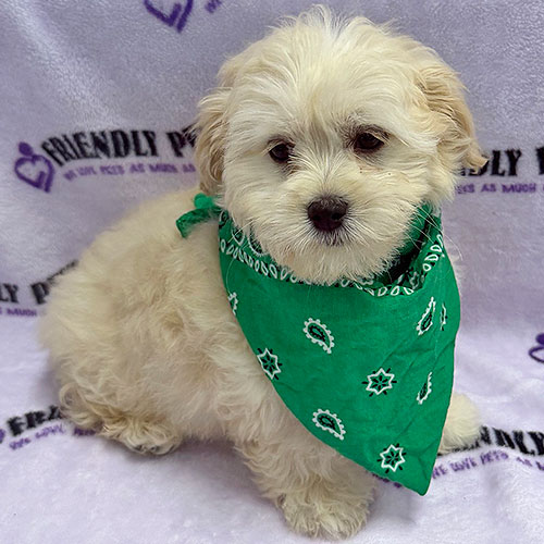 Pekeapoo Puppy