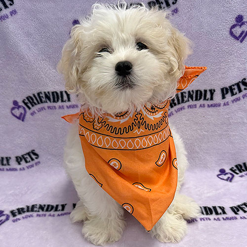 Pekeapoo Puppy