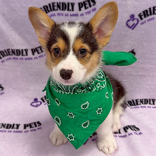 Pembroke Welsh Corgi Puppy