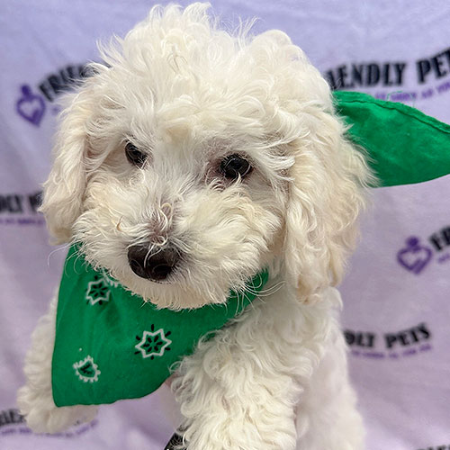 Bichonpoo Puppy