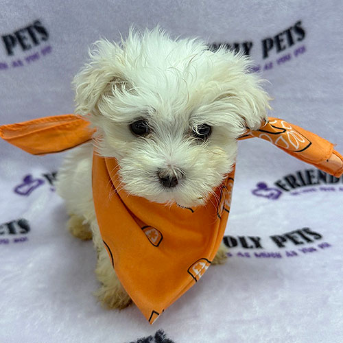 Maltese Puppy