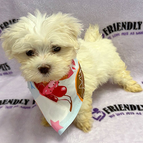 Maltese Puppy