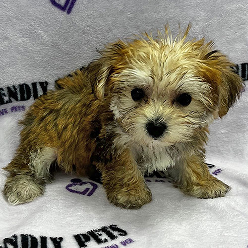Yochon Puppy