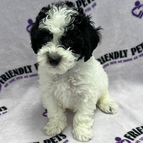 Mini Poodle Puppy