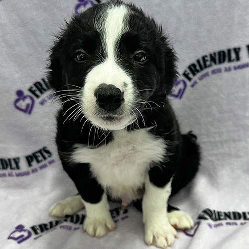 Border Collie Puppy