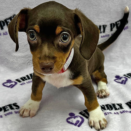 Chiweenie Puppy