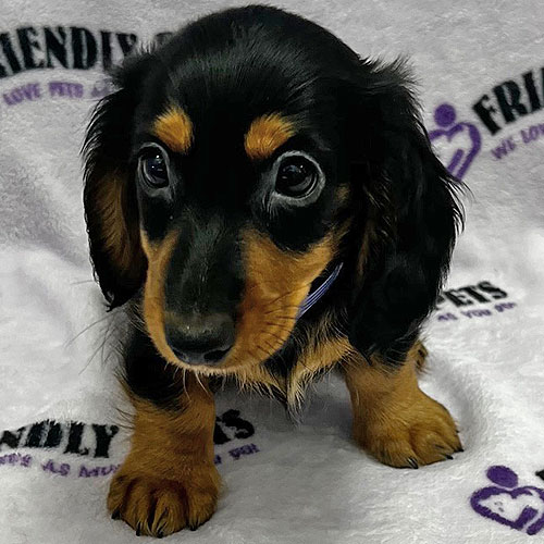 Mini Dachshund Puppy
