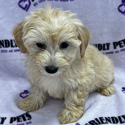 Yorkiepoo Puppy
