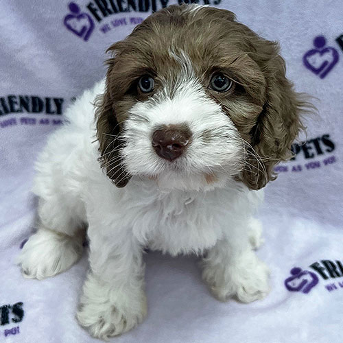 Cockapoo Puppy
