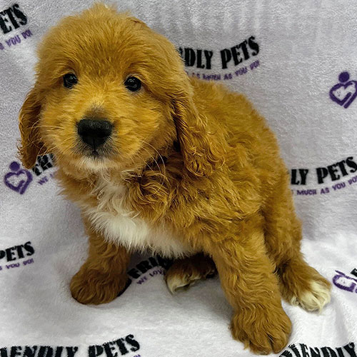 Mini Goldendoodle Puppy